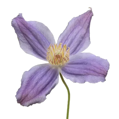 Clematis Amazing® Geneva