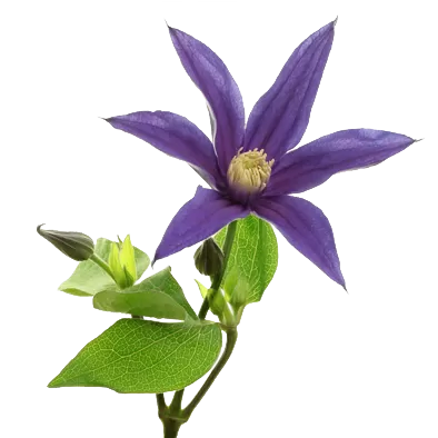 Clematis Amazing® Oslo