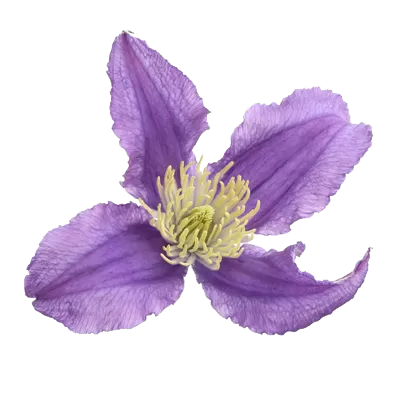 Clematis Amazing® Rome