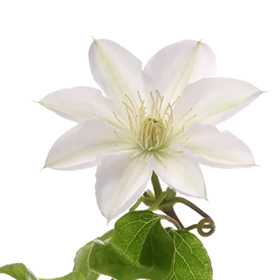 Clematis Amazing® Vienna