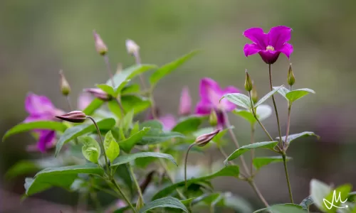 Clematis Amazing® Inspiration