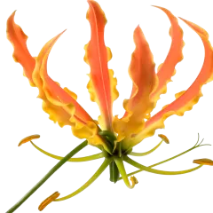 Gloriosa superba Simba Fifty Shades