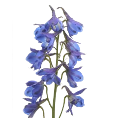 Delphinium Blue Donna