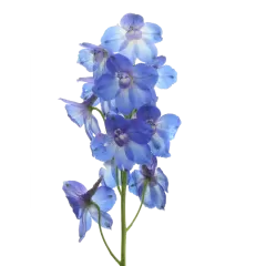 Delphinium Blue Donna