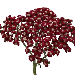 Achillea Neonglow Ember