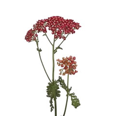 Achillea Neonglow Ember