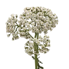 Achillea Neonglow Maan