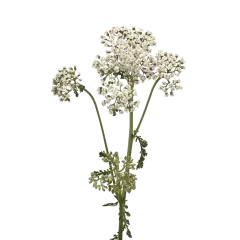 Achillea Neongloed Maan