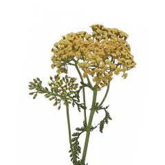 Achillea Neonglow Saffron