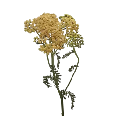 Achillea Neonglow Saffron