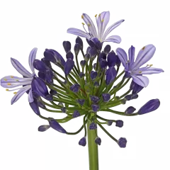 Agapanthus Eyfori Blue