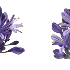 Agapanthus Eyfori Blue