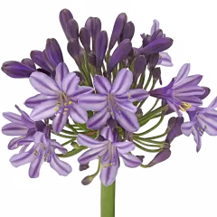 Agapanthus Poppin' Star