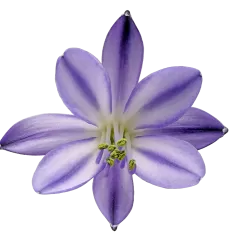 Agapanthus Poppin' Star