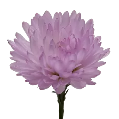 Aster Double Date Pink