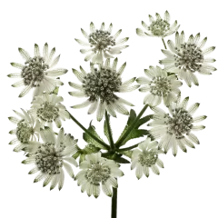 Astrantia Billion Star XL