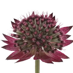 Astrantia Star® of Desire