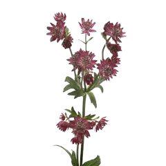 Astrantia Star® of Desire