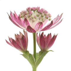 Astrantia Roma®