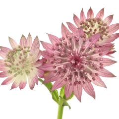 Astrantia Roma®