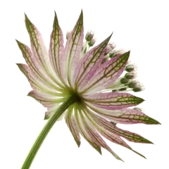 Astrantia Star® of Africa