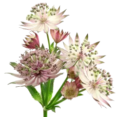 Astrantia Star® of Africa