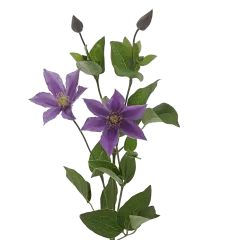 Clematis Amazing® Sofia