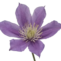Clematis Amazing® Sofia