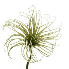 Clematis Amazing® Kibo