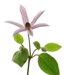 Clematis Amazing® Miami