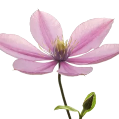 Clematis Amazing® Tokyo