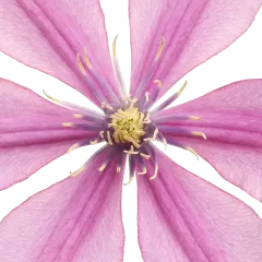 Clematis Amazing® Tokyo