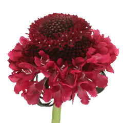 Scabiosa Dark Cherry Scoop®