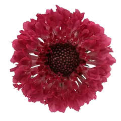 Scabiosa Dark Cherry Scoop®