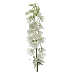Delphinium Andes White