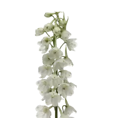 Delphinium Andes White