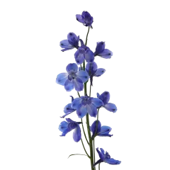 Delphinium Bella Andes Azure
