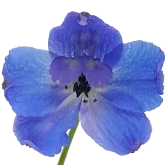 Delphinium Bella Andes Azure