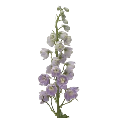 Delphinium Triton Lavender