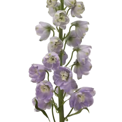 Delphinium Triton Lavender