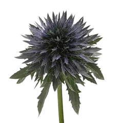 Eryngium Scorpius Questar®