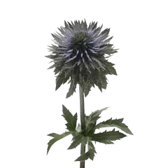 Eryngium Scorpius Questar®
