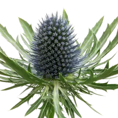 Eryngium Aquarius Questar®