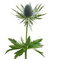 Eryngium Aquarius Questar®