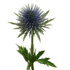 Eryngium Magnetar Questar®