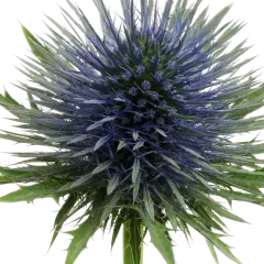 Eryngium Magnetar Questar®