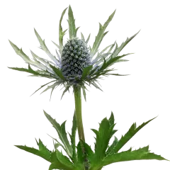 Eryngium Orion Questar®