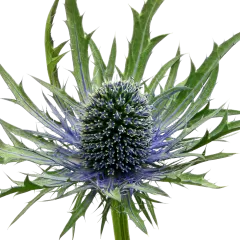 Eryngium Orion Questar®