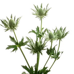 Eryngium Sirius Questar®