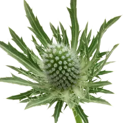 Eryngium Sirius Questar®